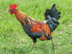 Gallus gallus domesticus