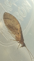 Nusalala tessellata