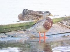 Anas platyrhynchos