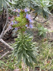 Echium candicans