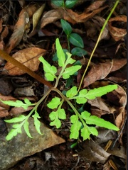 Sceptridium biternatum