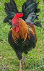Gallus gallus domesticus