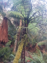 Cyathea cunninghamii