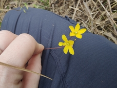 Oxalis exilis