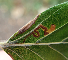 Stigmella tityrella