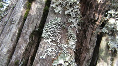 Menegazzia