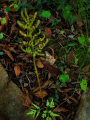 Sceptridium biternatum