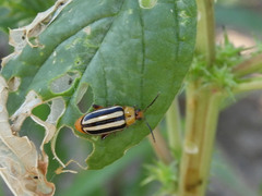 Disonycha glabrata