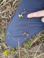 Oxalis exilis