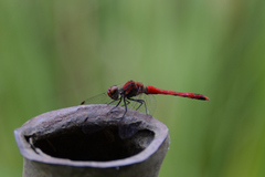 Sympetrum darwinianum