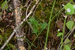 Sedum stenopetalum