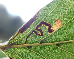 Stigmella tityrella