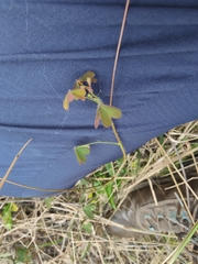 Oxalis exilis
