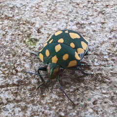 Pachycoris torridus