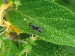 Formicinae