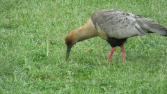 Theristicus melanopis