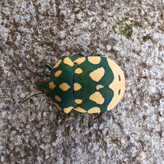 Pachycoris torridus