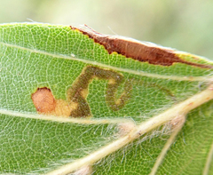 Stigmella tityrella