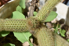 Cleistocactus winteri