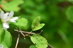 Blaesodiplosis