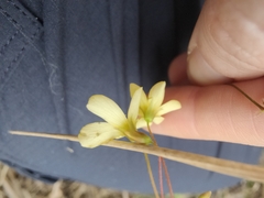 Oxalis exilis