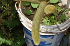 Cleistocactus winteri