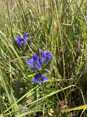 Gentiana puberulenta