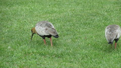 Theristicus melanopis