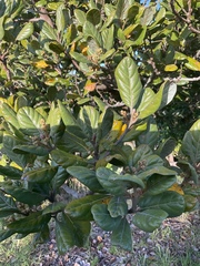 Beilschmiedia tarairi