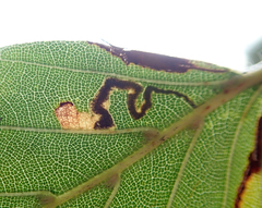 Stigmella tityrella