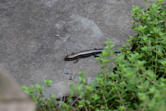 Plestiodon finitimus