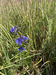 Gentiana puberulenta