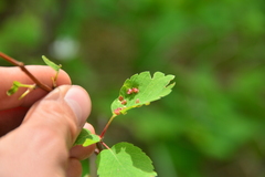Blaesodiplosis