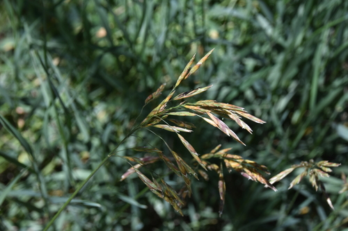 Bromus inermis iNat (3)