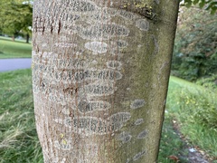 Lecidella elaeochroma
