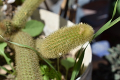 Cleistocactus winteri
