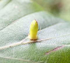 Hartigiola annulipes