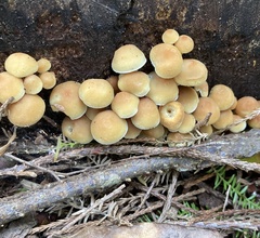 Hypholoma