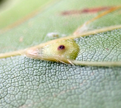 Hartigiola annulipes
