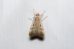 Tathorhynchus fallax