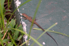 Takydromus tachydromoides