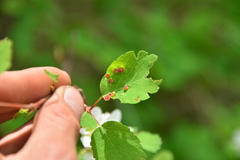 Blaesodiplosis