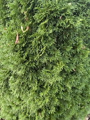 Cupressaceae