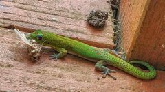 Phelsuma laticauda