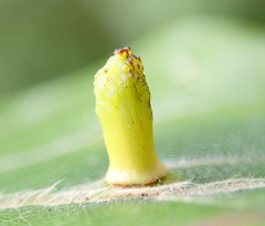 Hartigiola annulipes