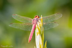 Orthemis ferruginea