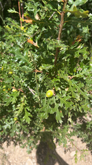 Quercus gambelii