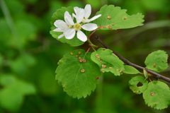 Blaesodiplosis