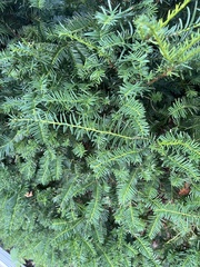 Taxus