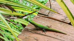 Phelsuma laticauda